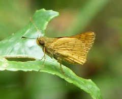 Vinius pulcherrimus