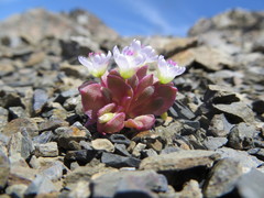 Claytonia saxosa
