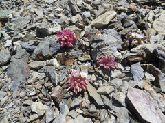 Claytonia saxosa