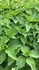 Urtica dioica
