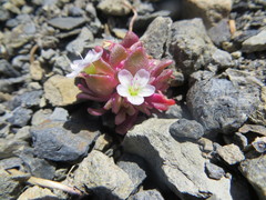 Claytonia saxosa