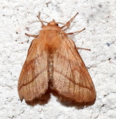 Malacosoma tigris