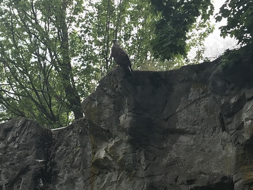 Bald Eagle photographed in Rhode Island