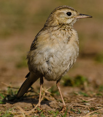 Anthus rufulus