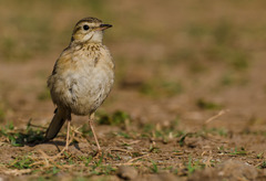Anthus rufulus