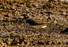 Charadrius dubius