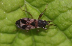 Scolopostethus thomsoni
