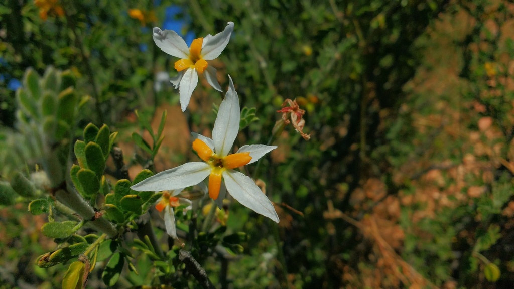Leucocoryne narcissoides