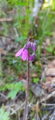 Primula matthioli