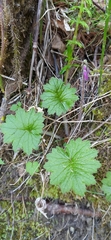 Primula matthioli