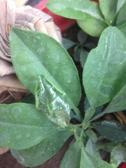 Phyllocnistis citrella