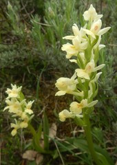 Dactylorhiza insularis