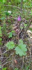 Primula matthioli