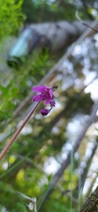 Primula matthioli