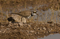 Charadrius dubius