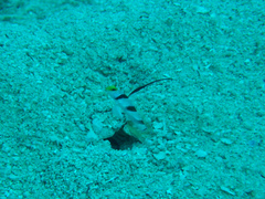 Stonogobiops nematodes