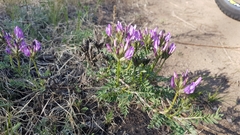 Astragalus suffruticosus