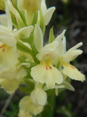 Dactylorhiza insularis