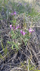Astragalus suffruticosus