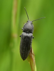 Cidnopus