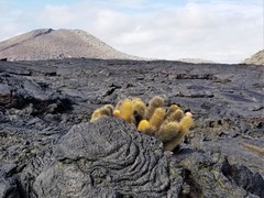 Brachycereus nesioticus