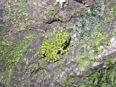 Odorrana ishikawae