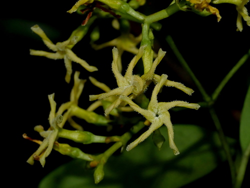 Anodendron affine (Anodendron affine)