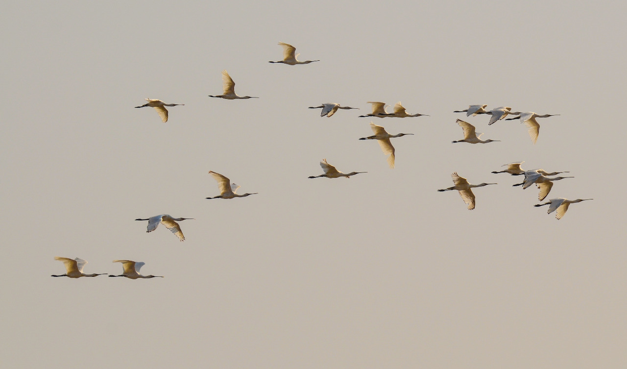 Eurasian Spoonbill