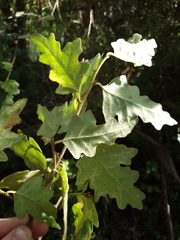Chorilaena quercifolia