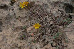 Portulaca okinawensis