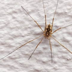 Phalangium opilio