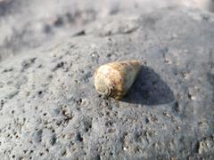 Conus guanche