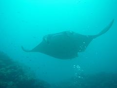 Mobula birostris