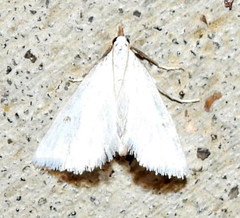 Leptosteges vestaliella