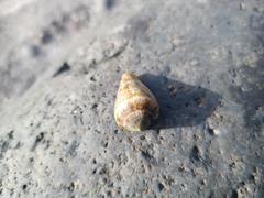 Conus guanche