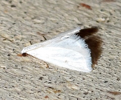 Leptosteges vestaliella