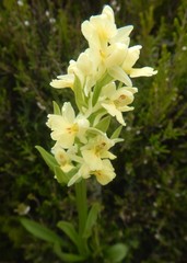 Dactylorhiza insularis