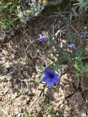 Lithodora fruticosa