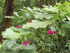 Palicourea correae