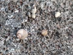 Tectarius striatus