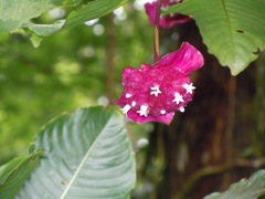 Palicourea correae