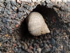 Tectarius striatus