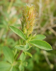 Trifolium arvense