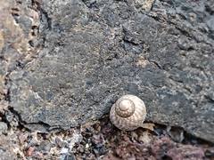 Tectarius striatus