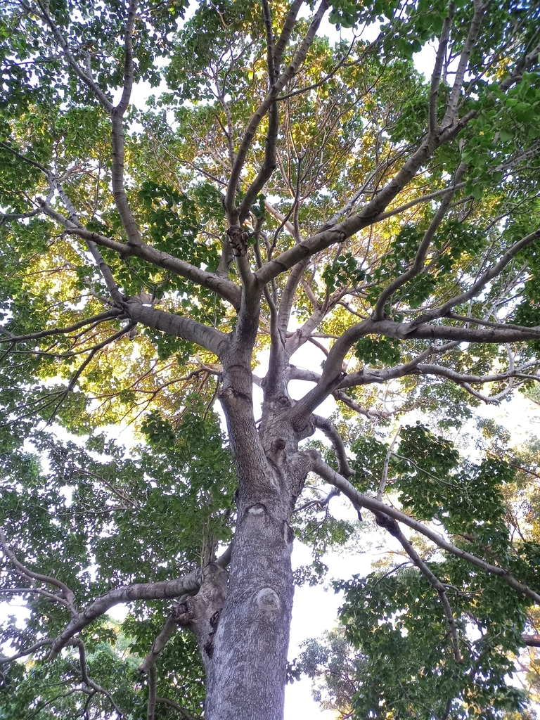 white beech from Kurnell Visitors Centre on May 15, 2021 at 04:26 PM by ...