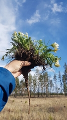 Oxytropis caespitosa