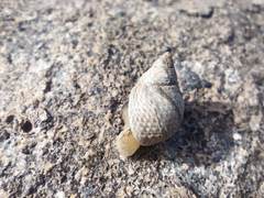 Tectarius striatus