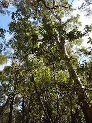 Chorilaena quercifolia