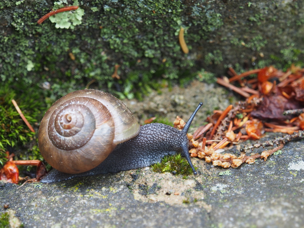 Polygyridae