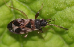 Scolopostethus thomsoni